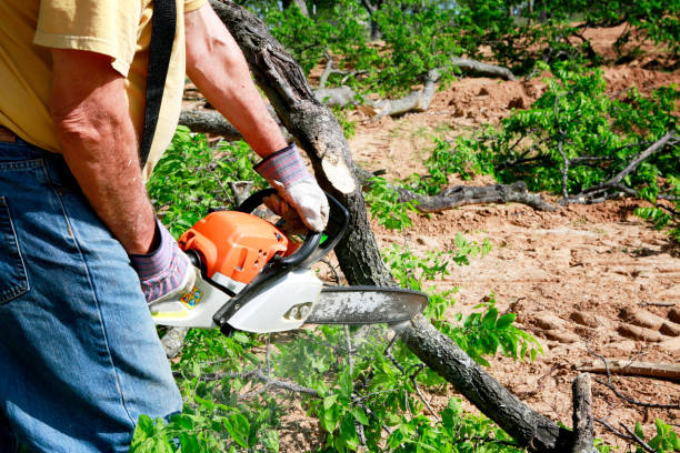 Best Residential Tree Removal  in Five Points, NC